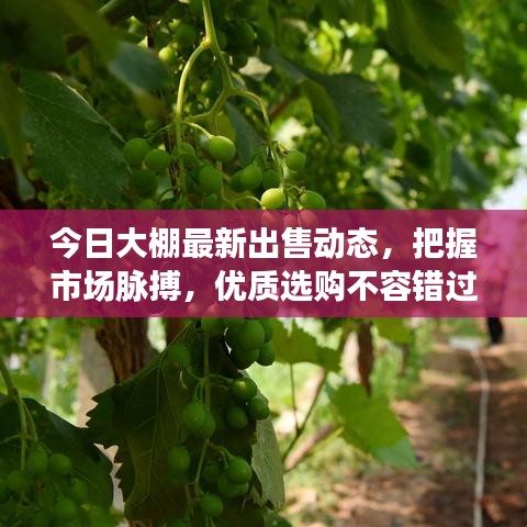 今日大棚最新出售动态,把握市场脉搏,优质选购不容错过