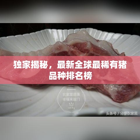 独家揭秘，最新全球最稀有猪品种排名榜