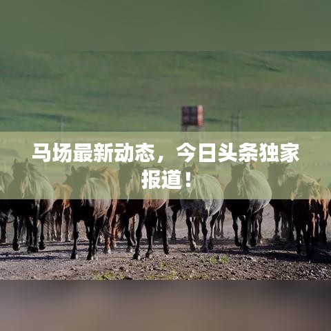 马场最新动态，今日头条独家报道！