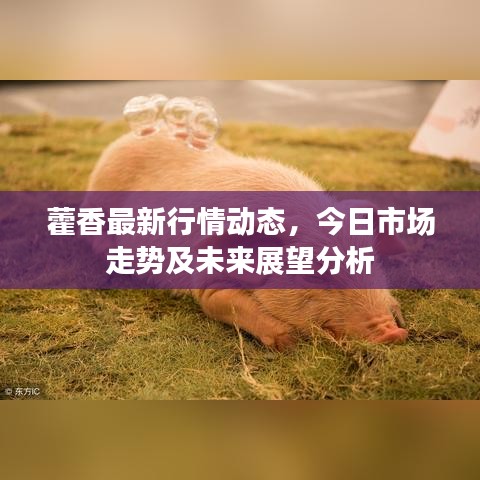 藿香最新行情动态，今日市场走势及未来展望分析