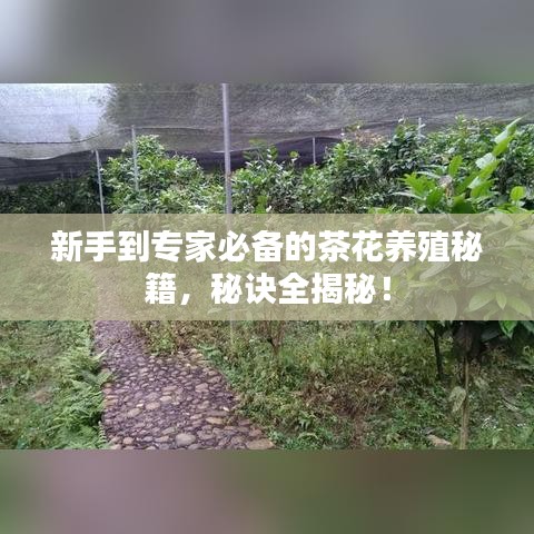 新手到专家必备的茶花养殖秘籍，秘诀全揭秘！
