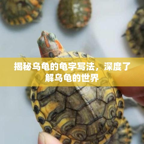 揭秘乌龟的龟字写法，深度了解乌龟的世界