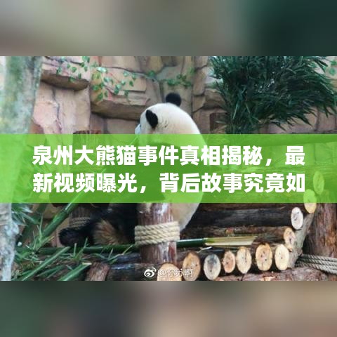 泉州大熊猫事件真相揭秘，最新视频曝光，背后故事究竟如何？
