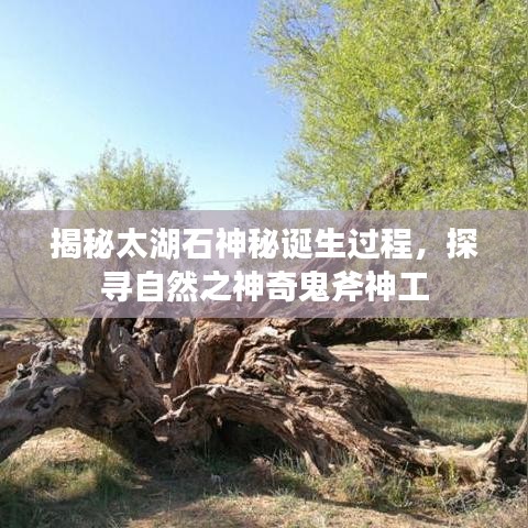 揭秘太湖石神秘诞生过程，探寻自然之神奇鬼斧神工