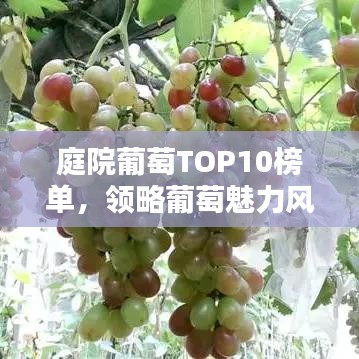 庭院葡萄TOP10榜单，领略葡萄魅力风采