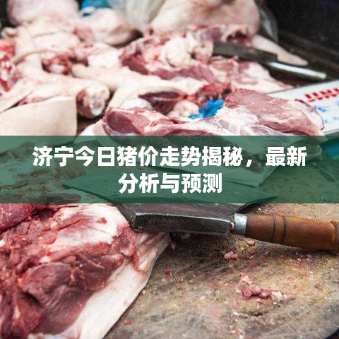 济宁今日猪价走势揭秘，最新分析与预测