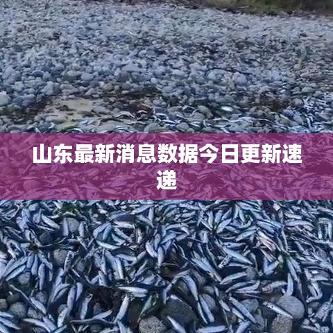 山东最新消息数据今日更新速递