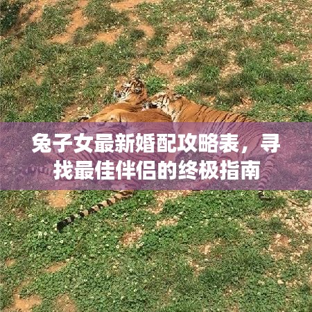兔子女最新婚配攻略表，寻找最佳伴侣的终极指南