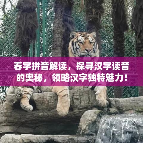 春字拼音解读，探寻汉字读音的奥秘，领略汉字独特魅力！