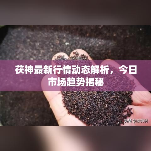 茯神最新行情动态解析，今日市场趋势揭秘