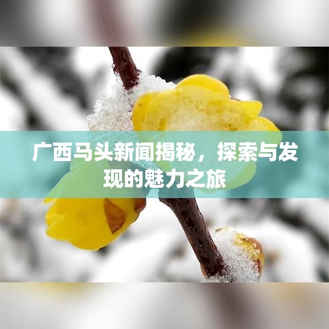 广西马头新闻揭秘，探索与发现的魅力之旅