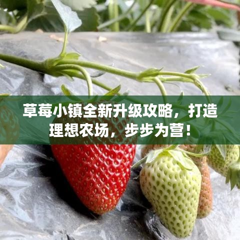 草莓小镇全新升级攻略，打造理想农场，步步为营！