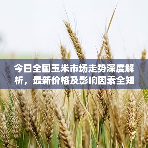 今日全国玉米市场走势深度解析，最新价格及影响因素全知道（六）