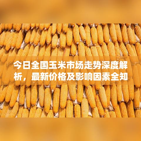 今日全国玉米市场走势深度解析,最新价格及影响因素全知道(六)