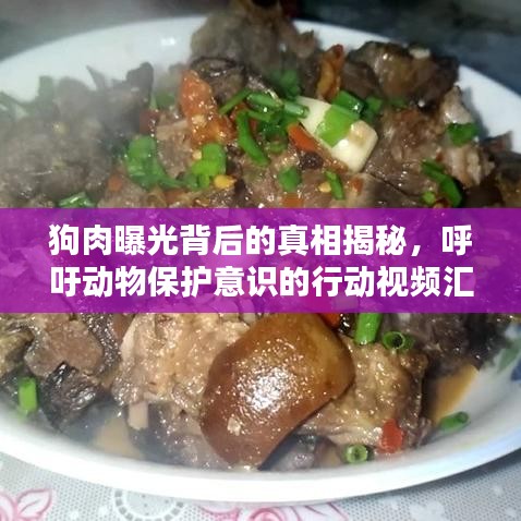 狗肉曝光背后的真相揭秘,呼吁动物保护意识的行动视频汇总