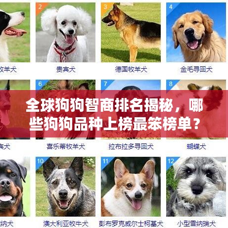 全球狗狗智商排名揭秘，哪些狗狗品种上榜最笨榜单？