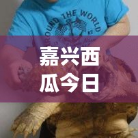 嘉兴西瓜今日价格揭秘，市场走势与影响因素深度解析