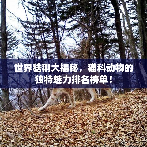 世界猞猁大揭秘,猫科动物的独特魅力排名榜单!