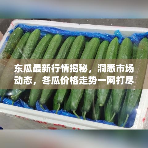 东瓜最新行情揭秘，洞悉市场动态，冬瓜价格走势一网打尽