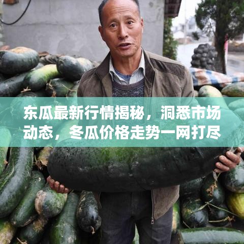东瓜最新行情揭秘,洞悉市场动态,冬瓜价格走势一网打尽