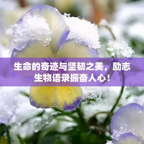 生命的奇迹与坚韧之美，励志生物语录振奋人心！