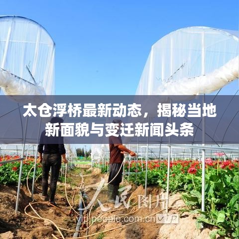 太仓浮桥最新动态，揭秘当地新面貌与变迁新闻头条