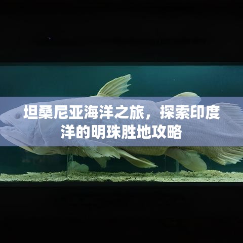 坦桑尼亚海洋之旅，探索印度洋的明珠胜地攻略