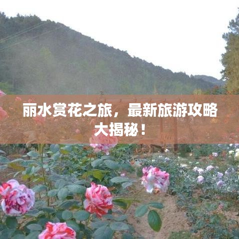 丽水赏花之旅，最新旅游攻略大揭秘！