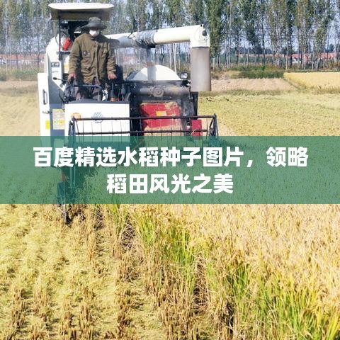 百度精选水稻种子图片，领略稻田风光之美