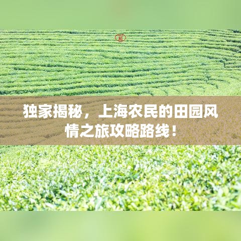 独家揭秘，上海农民的田园风情之旅攻略路线！