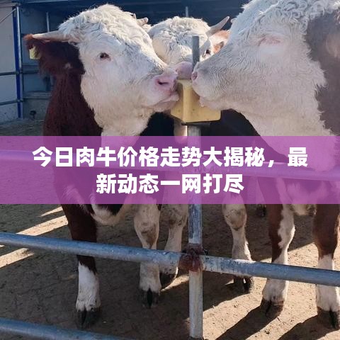今日肉牛价格走势大揭秘，最新动态一网打尽