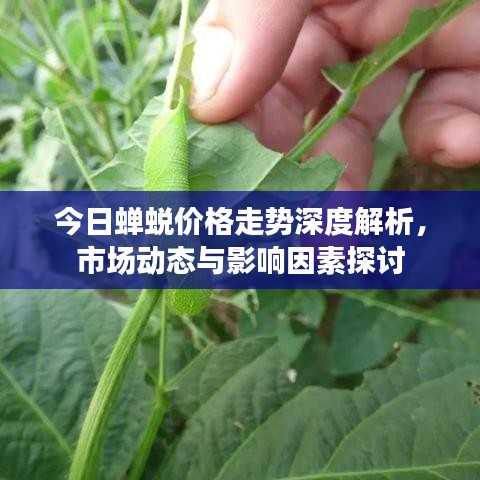 今日蝉蜕价格走势深度解析，市场动态与影响因素探讨