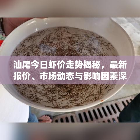 汕尾今日虾价走势揭秘，最新报价、市场动态与影响因素深度解析