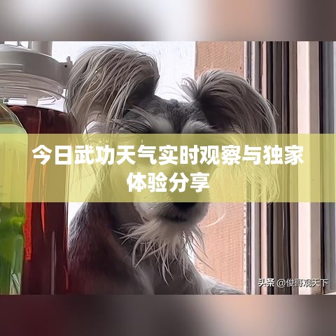 今日武功天气实时观察与独家体验分享