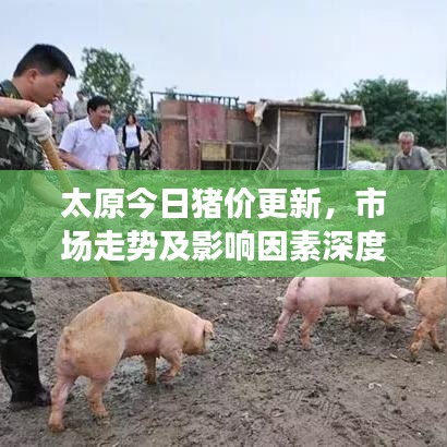 太原今日猪价更新，市场走势及影响因素深度解析