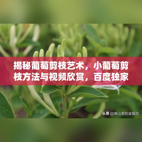 揭秘葡萄剪枝艺术，小葡萄剪枝方法与视频欣赏，百度独家呈现！