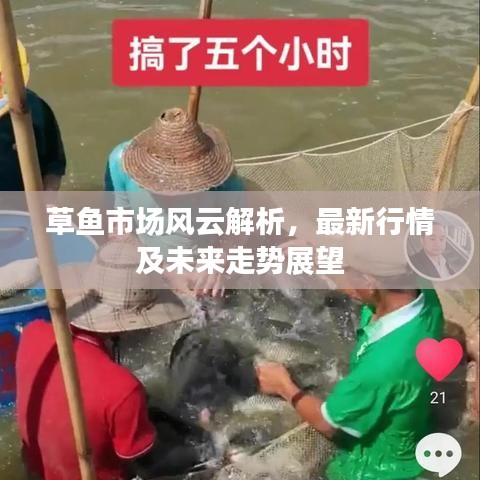 草鱼市场风云解析，最新行情及未来走势展望