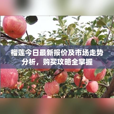 榴莲今日最新报价及市场走势分析，购买攻略全掌握