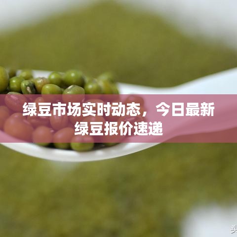 绿豆市场实时动态，今日最新绿豆报价速递