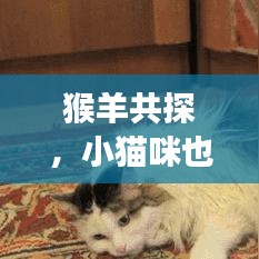 猴羊共探，小猫咪也要尝鲜？独特分享与探索之旅