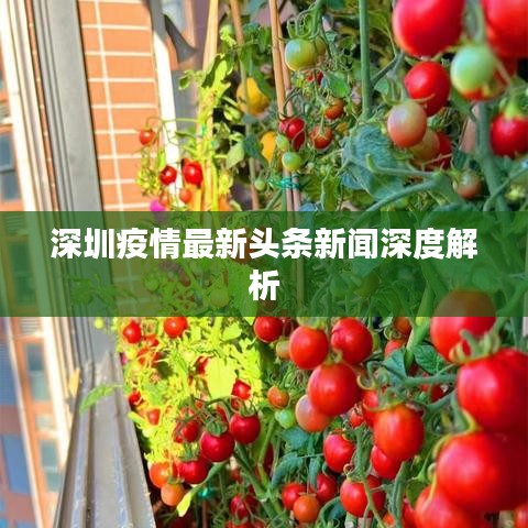 深圳疫情最新头条新闻深度解析