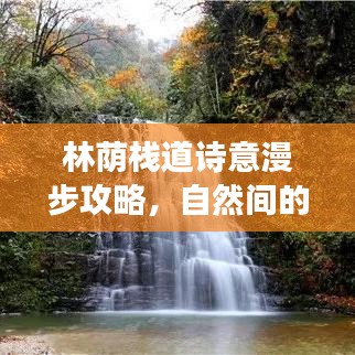 林荫栈道诗意漫步攻略，自然间的绝美之旅