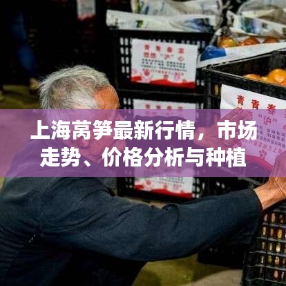上海莴笋最新行情，市场走势、价格分析与种植前景深度剖析