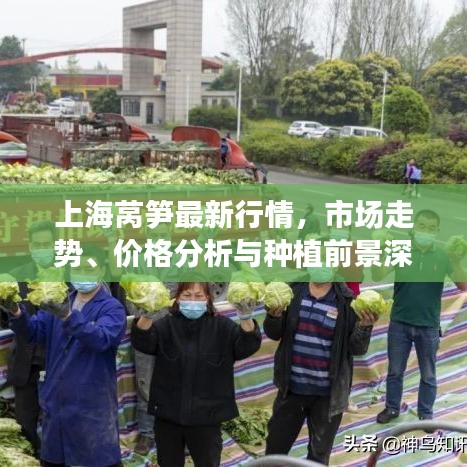 上海莴笋最新行情,市场走势、价格分析与种植前景深度剖析