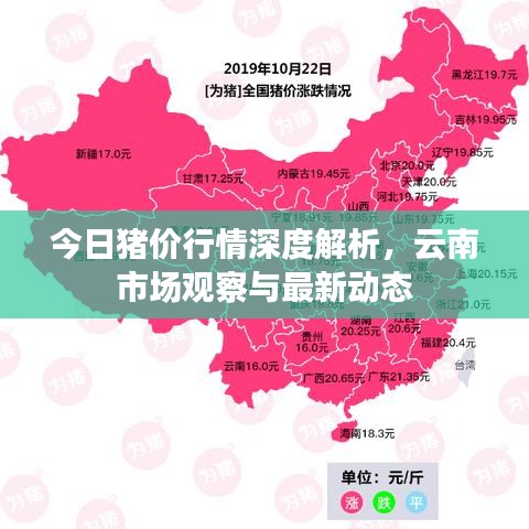 今日猪价行情深度解析，云南市场观察与最新动态