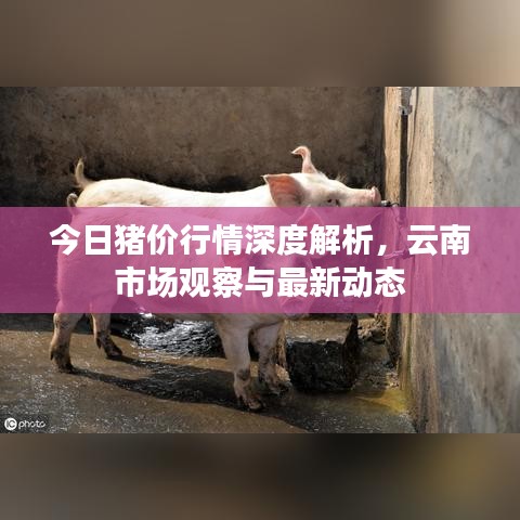 今日猪价行情深度解析,云南市场观察与最新动态