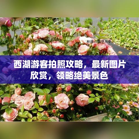 西湖游客拍照攻略,最新图片欣赏,领略绝美景色