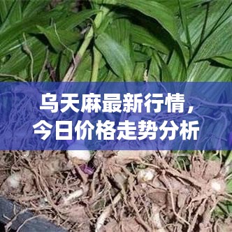 乌天麻最新行情，今日价格走势分析、市场趋势展望与未来预测