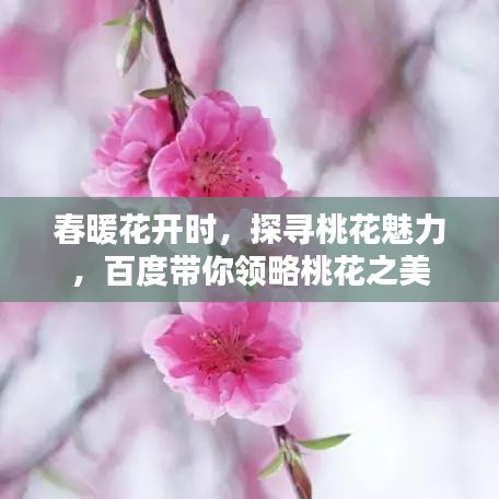 春暖花开时,探寻桃花魅力,百度带你领略桃花之美