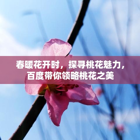 春暖花开时,探寻桃花魅力,百度带你领略桃花之美